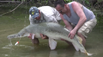 world record alligator gar